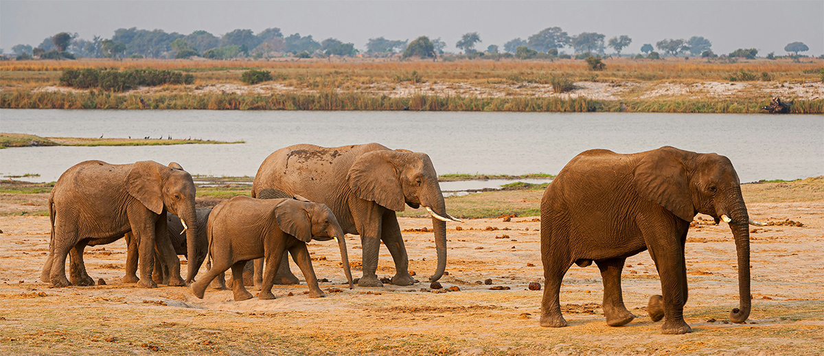Sundowners & Safari Dreams: The Lavish Side of Botswana You Didn’t Expect